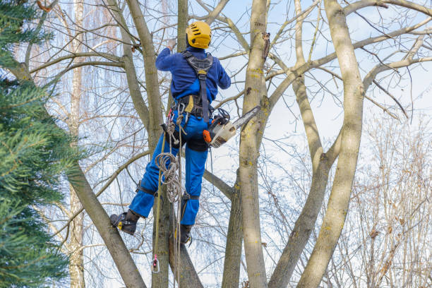 Grundy, VA Tree Care Company