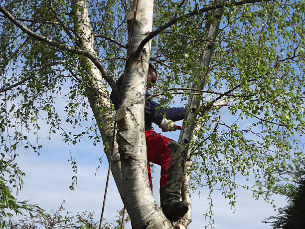 How Our Tree Care Process Works  in  Grundy, VA